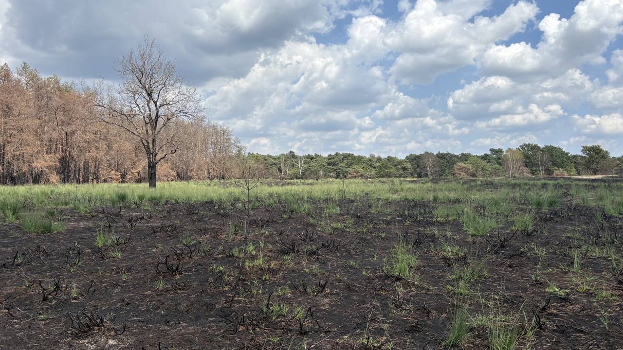 De Oirschotse Heide op de eerste dag van juli (foto: Imke van de Laar).