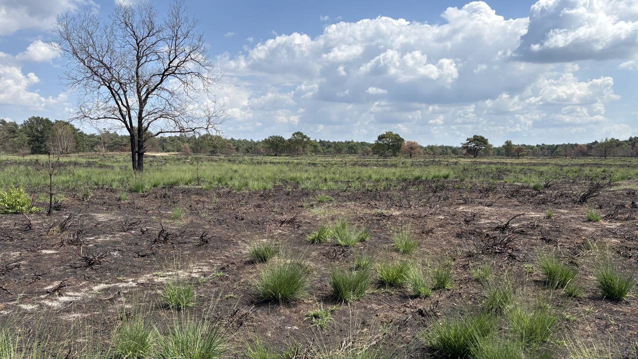 De Oirschotse Heide op de eerste dag in juli (foto: Imke van de Laar).