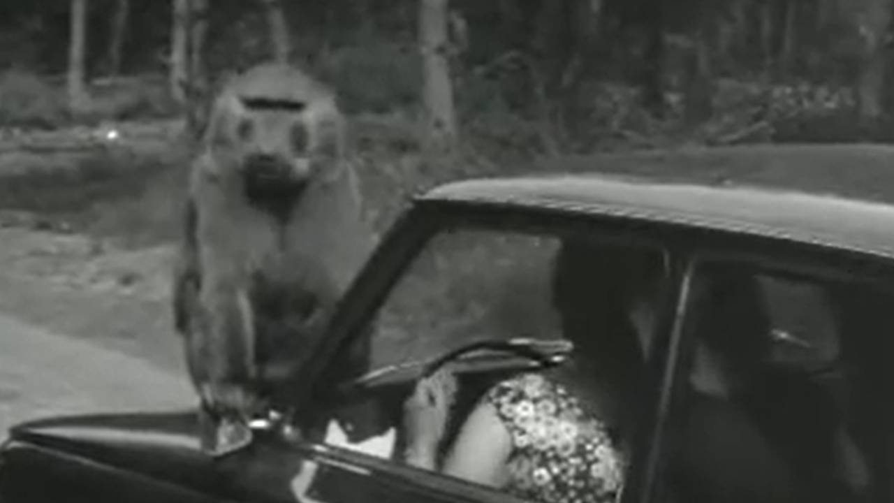 Deze baviaan is op een auto geklommen naast dierenpark Beekse Bergen (foto: Polygoonjournaal).
