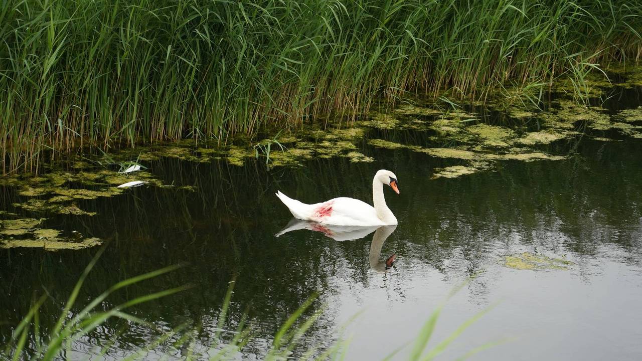 Gewonde zwaan in Tilburg laat zich niet vangen (foto: Jeroen Stuve/Persbureau Heitink).
