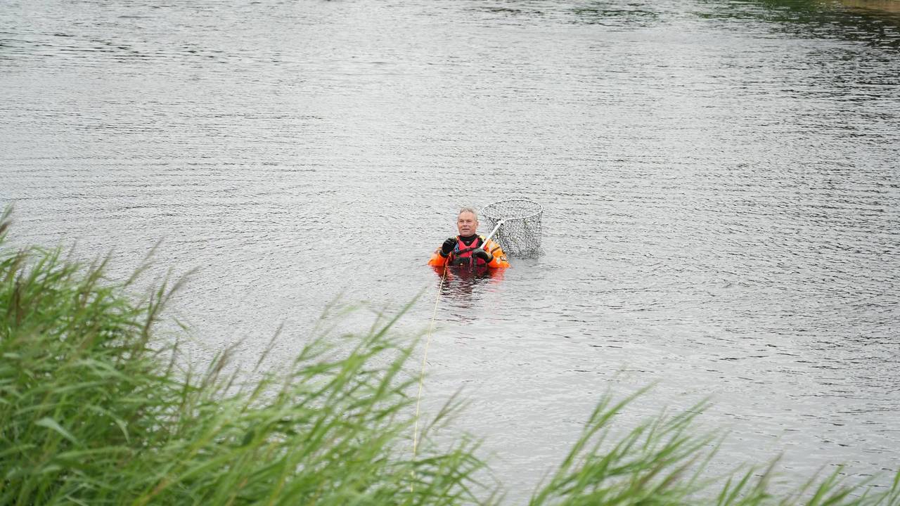 Gewonde zwaan in Tilburg laat zich niet vangen (foto: Jeroen Stuve/Persbureau Heitink).