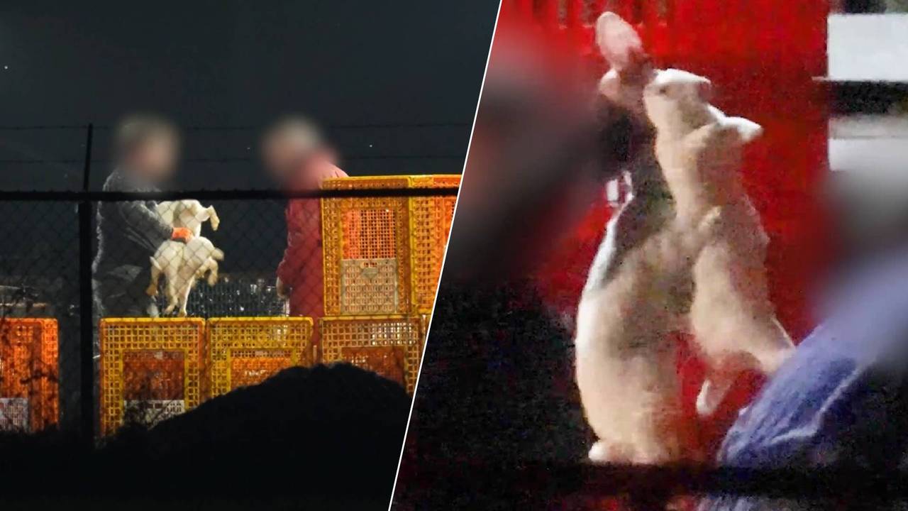 Beelden van de konijnen die hardhandig aan worden gepakt bij twee fokkerijen in Brabant. (Foto: Animal Rights.)
