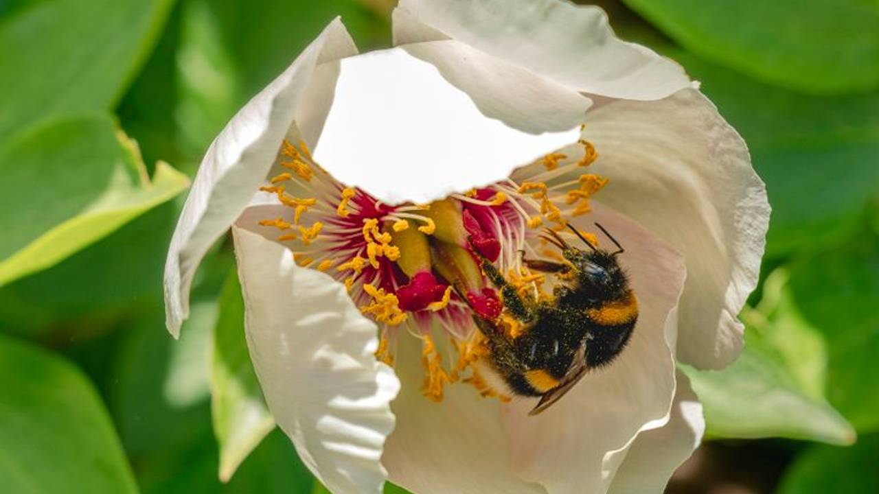 Een hommel in een bloem (foto: Bert Goossens).