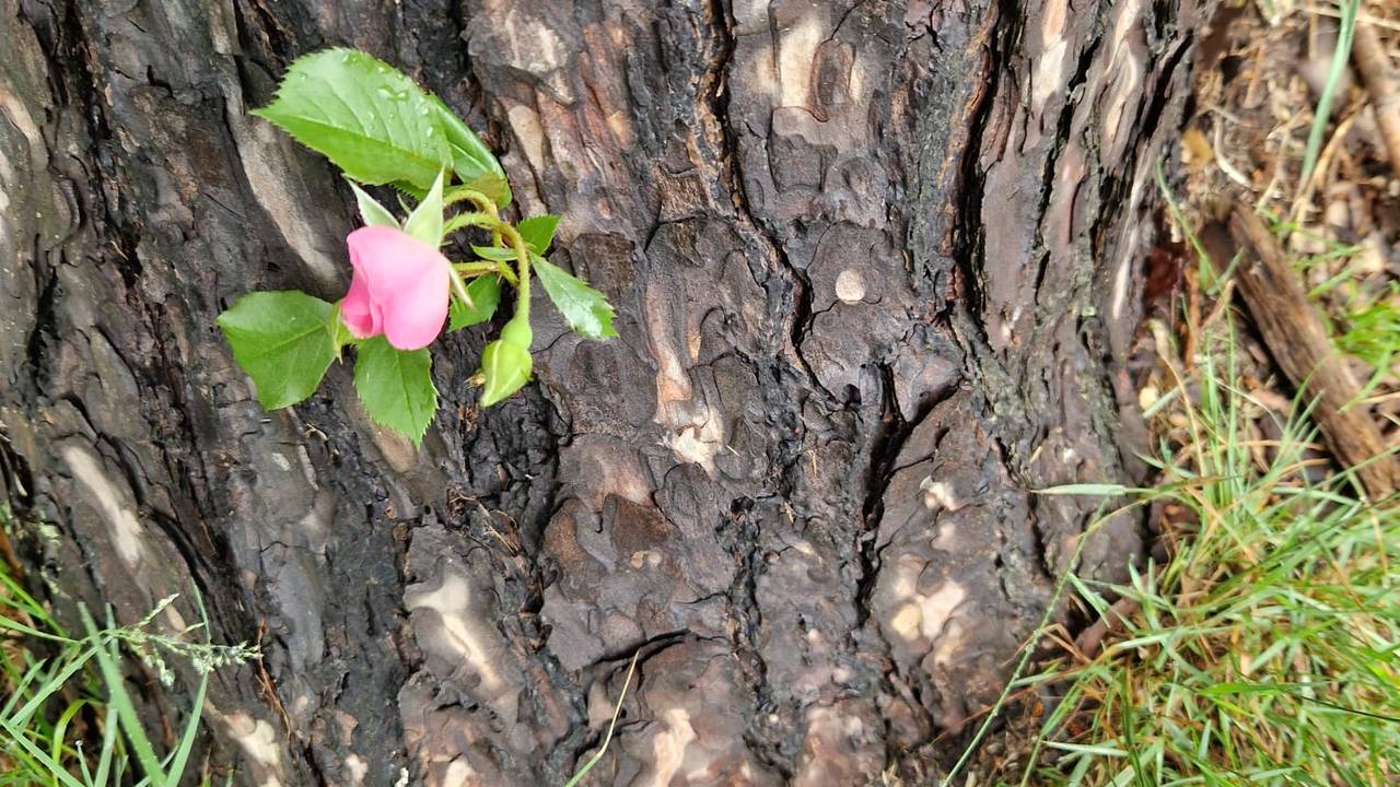 Een takje met een bloeiende rozenbloem uit een grove den (foto: Peter van Melis).