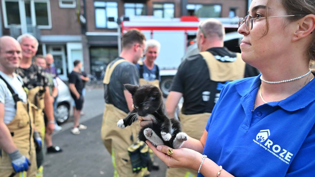 Verstopt katje zorgt voor bijzondere reddingsactie in Veldhoven (foto: Rico Vogels / Persbureau Heitink).