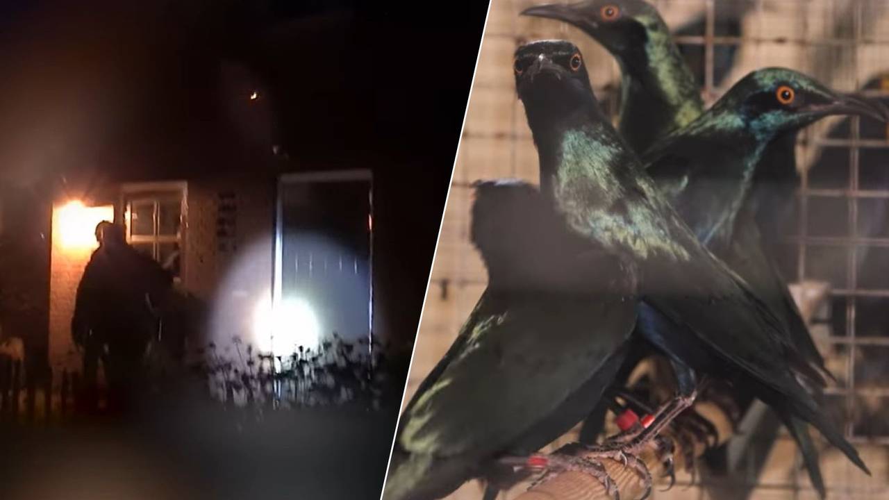 In september 2025 viel de NVWA voor de tweede keer binnen bij de jonge vogelhandelaar, toen werden er honderden exotische vogels in beslag genomen. (Foto: NVWA / YouTube.)