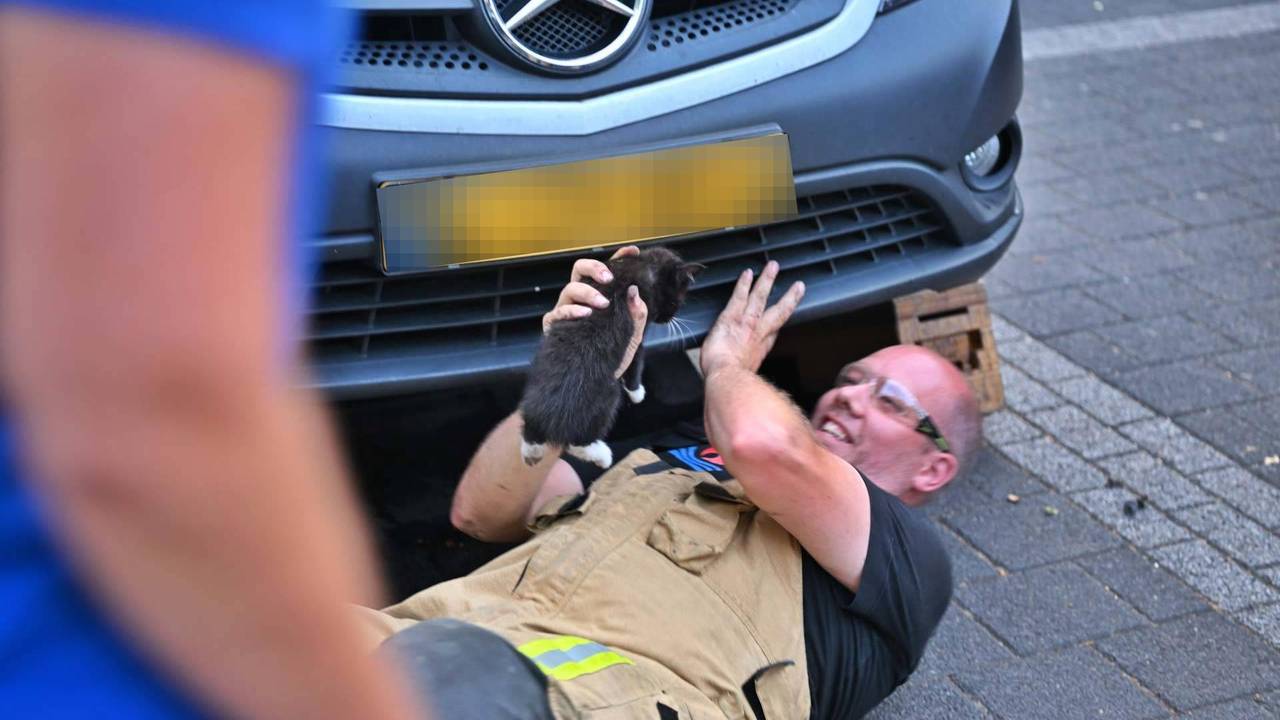 Verstopt katje zorgt voor bijzondere reddingsactie in Veldhoven