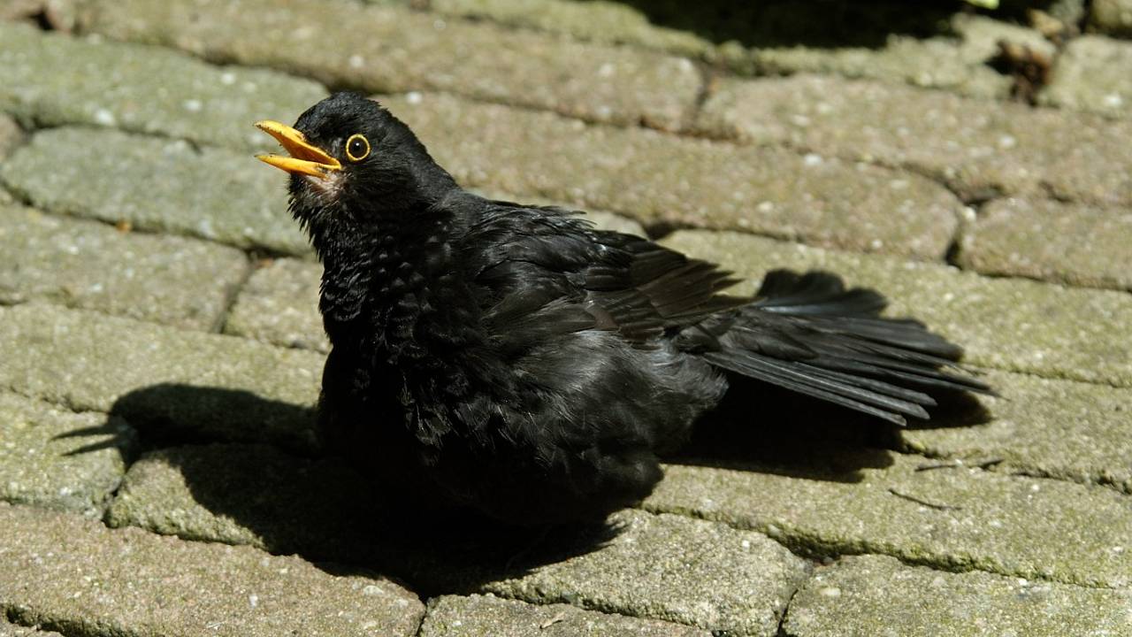 Merel zorgt voor verkoeling (foto: Saxifraga/Piet Munsterman).