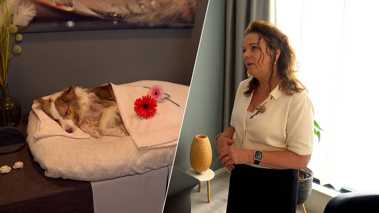 Links: Hond Cashley ligt er vredig bij op de opbaarkamer van het crematorium. Rechts: Eigenaresse Petra Kelder. (Foto: Omroep Brabant.)