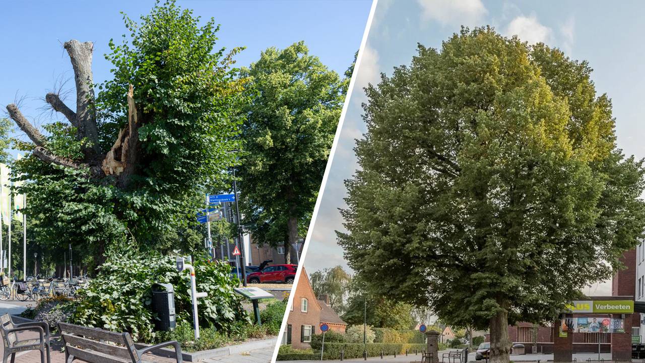De eeuwenoude lindeboom in Overloon heeft een grote tak verloren (foto: Albert Hendriks).