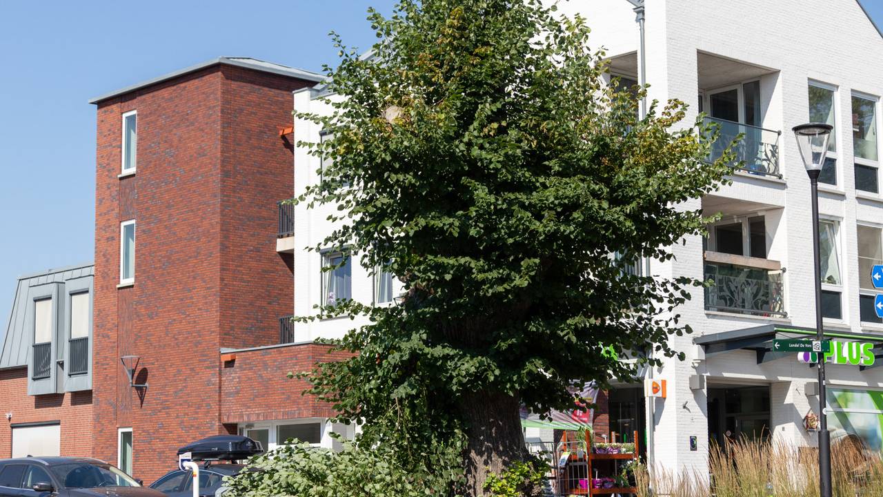 De eeuwenoude lindeboom in Overloon heeft een grote tak verloren (foto: Albert Hendriks)