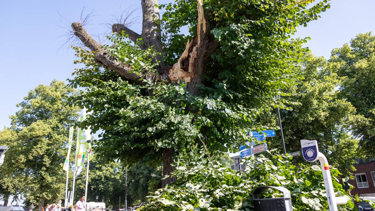 De eeuwenoude lindeboom in Overloon heeft een grote tak verloren (foto: Albert Hendriks)