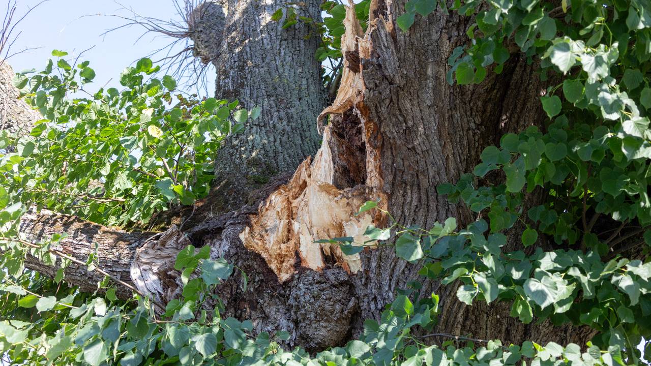 De eeuwenoude lindeboom in Overloon heeft een grote tak verloren (foto: Albert Hendriks)