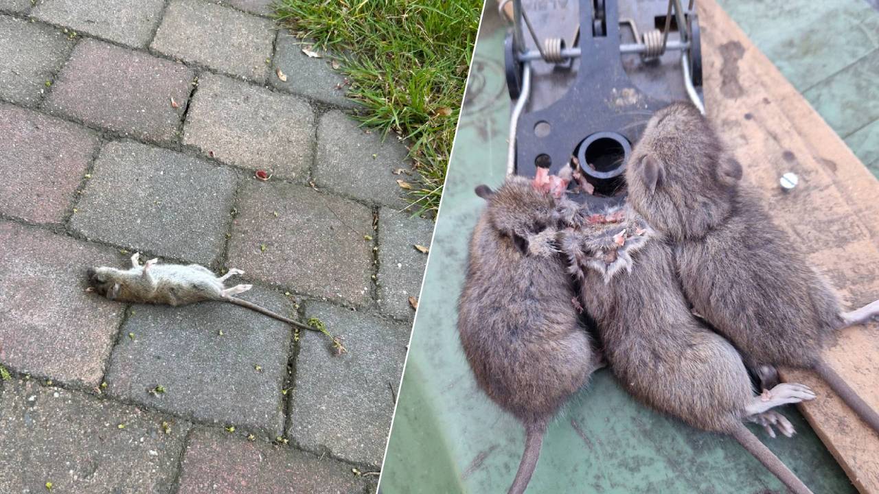 De ratten die gevangen worden aan het Hasseltplein.