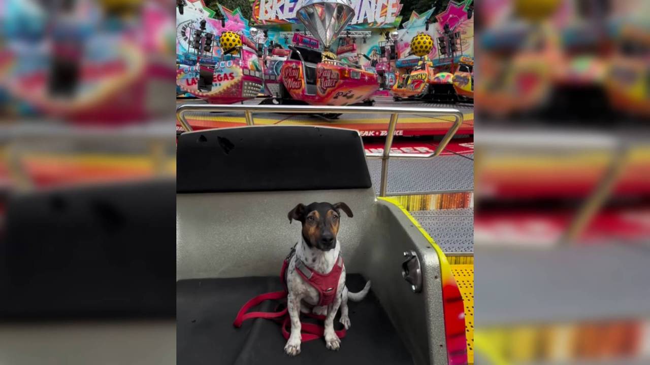 Hondje Teddy is klaar voor de kermis (foto: Freddie de Roeck/instagram).