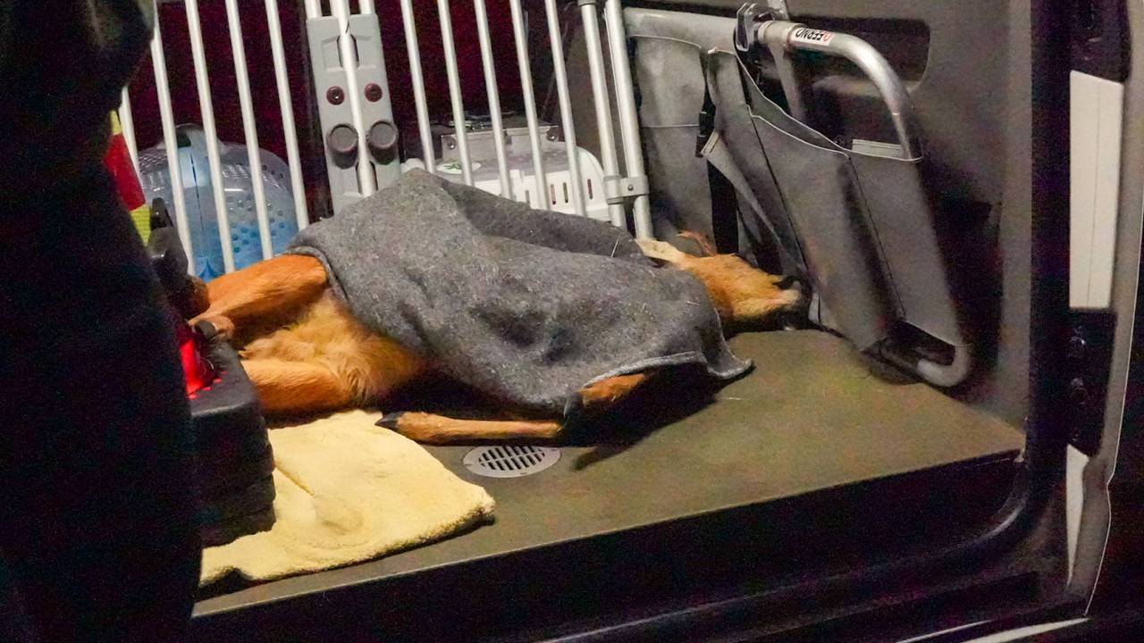 Ree schrikt van honden en springt in kanaal, redding komt te laat voor dier