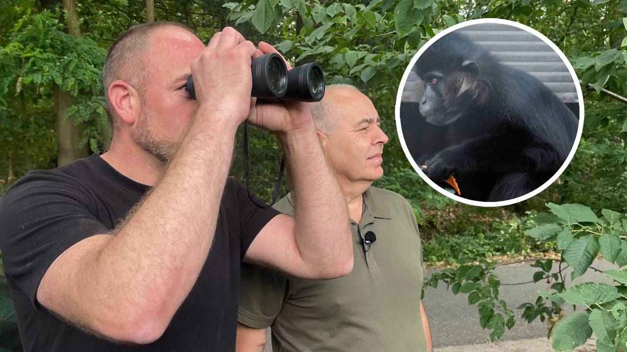 Op zoek naar de avontuurlijke Kuifmangabey: 'kijk! Hij zit daar in de boom'
