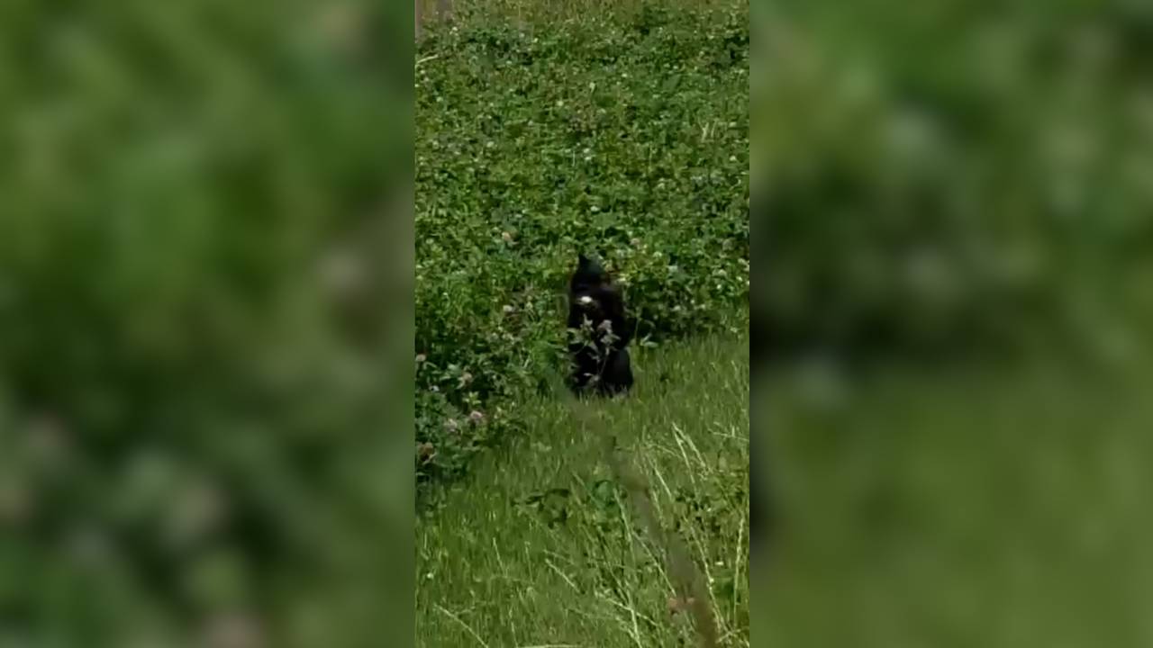 Op zoek naar de avontuurlijke Kuifmangabey: 'kijk! Hij zit daar in de boom'