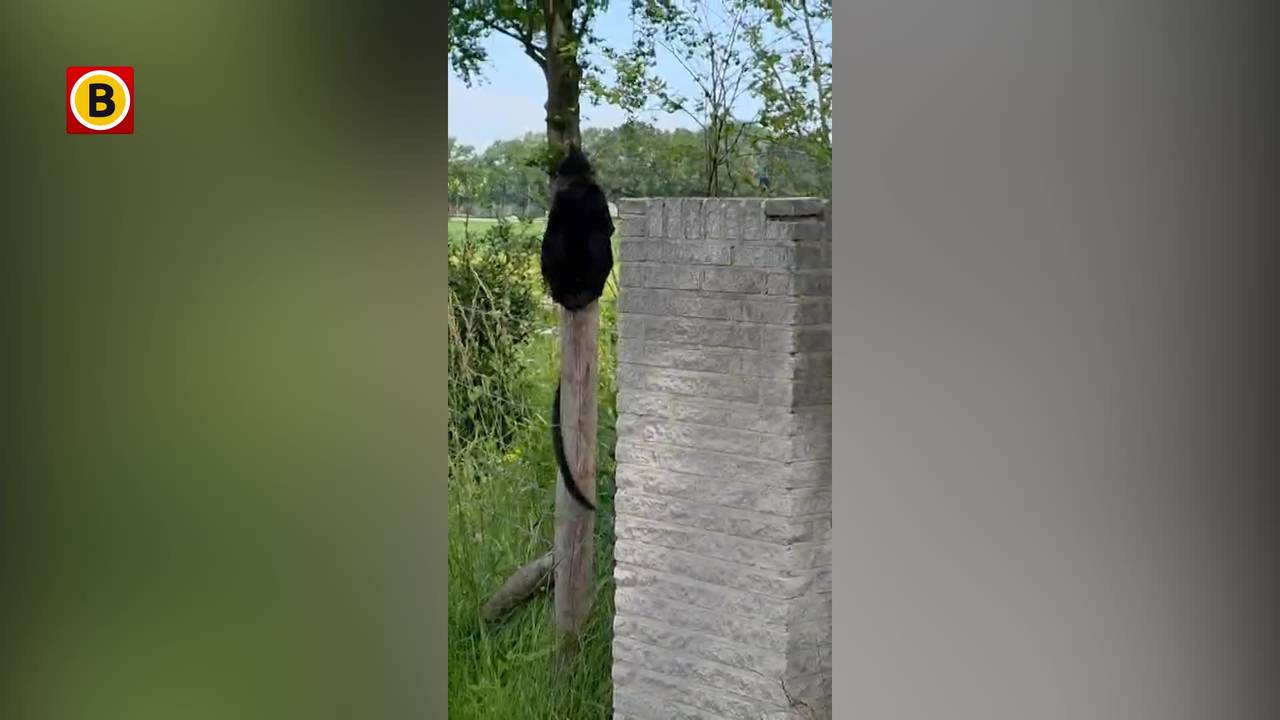 WEB_HOR_AAP_BEEKSEBERGEN