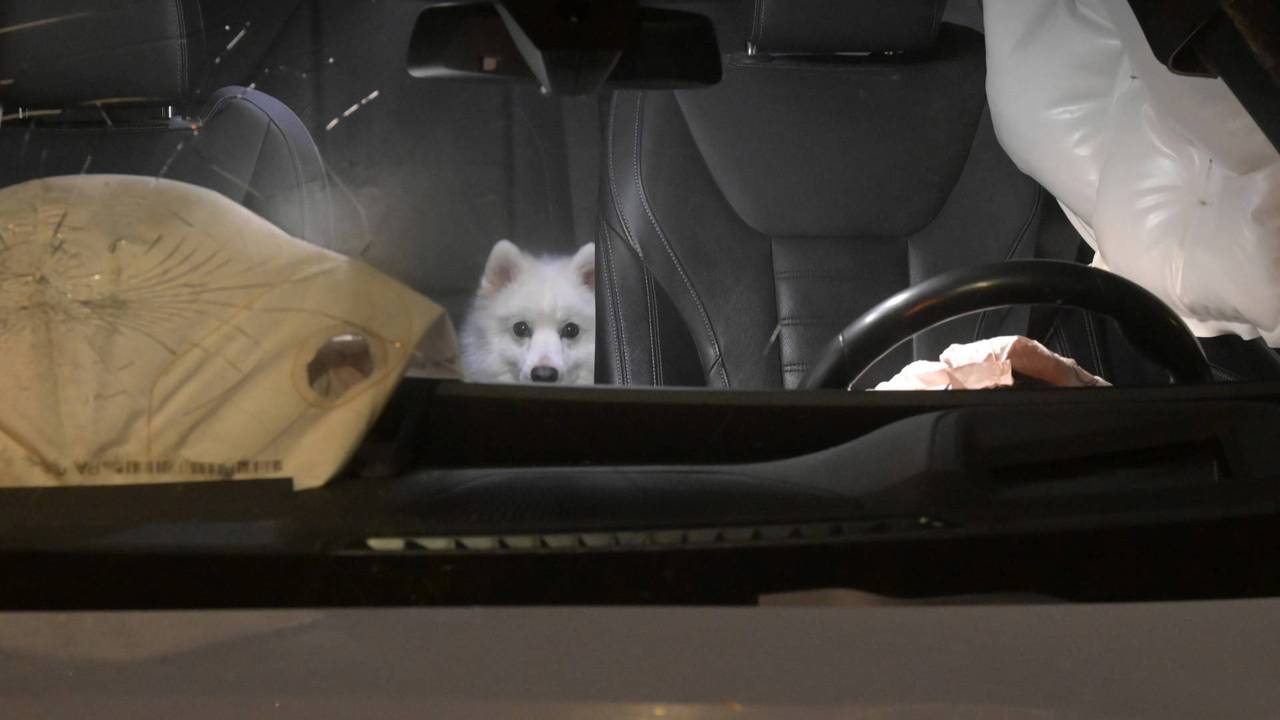 In de BMW in Breda bevond zich naast de bestuurder ook een hond (foto: Perry Roovers/Persbureau Heitink).