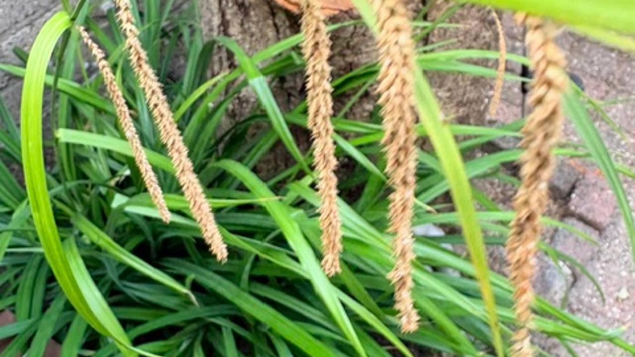 José heeft volgens Frans een zeldzaamheid in haar tuin