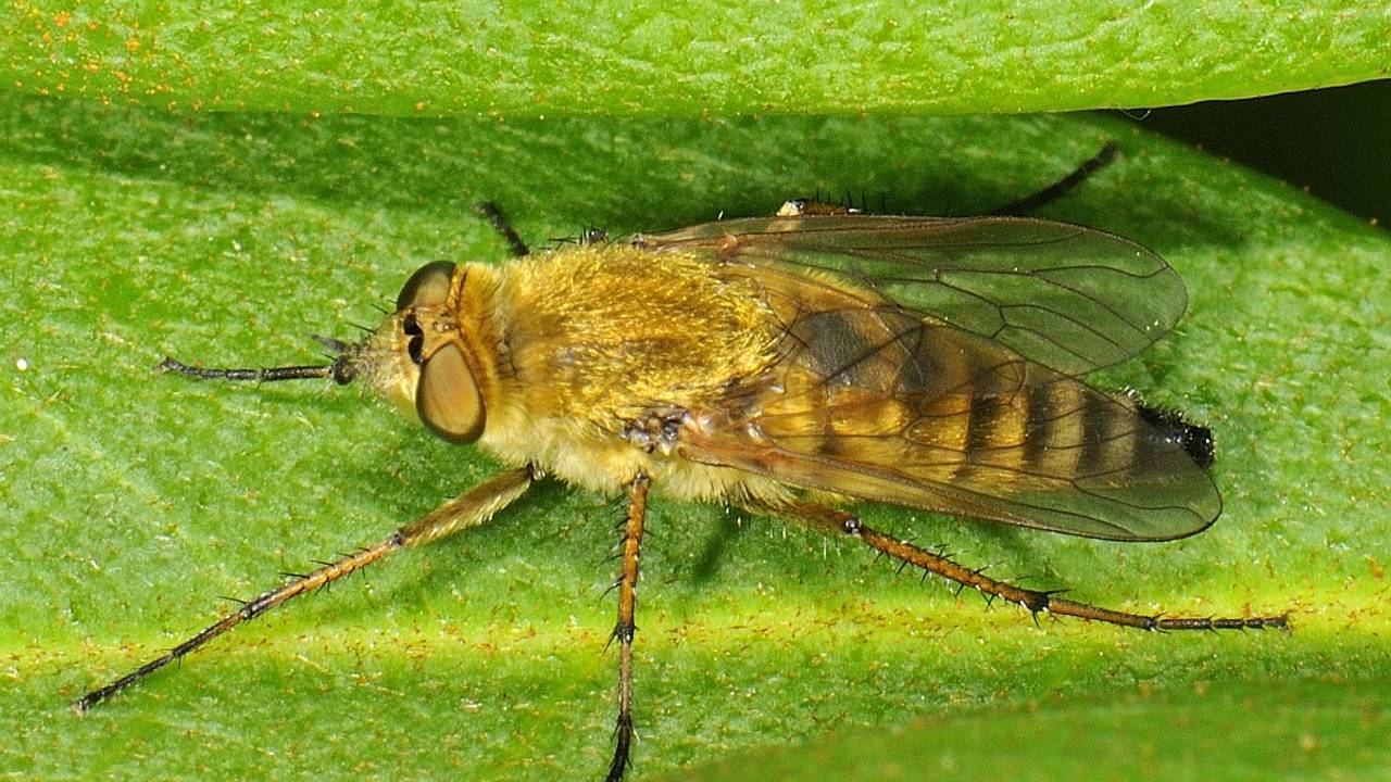 Een gewone viltvlieg (foto: Saxifraga/Ab H Baas).