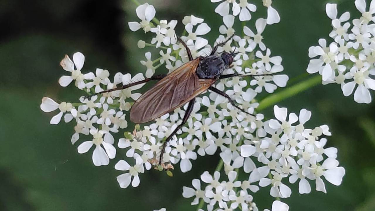 Een grote dansvlieg (foto: Henny Claessens).