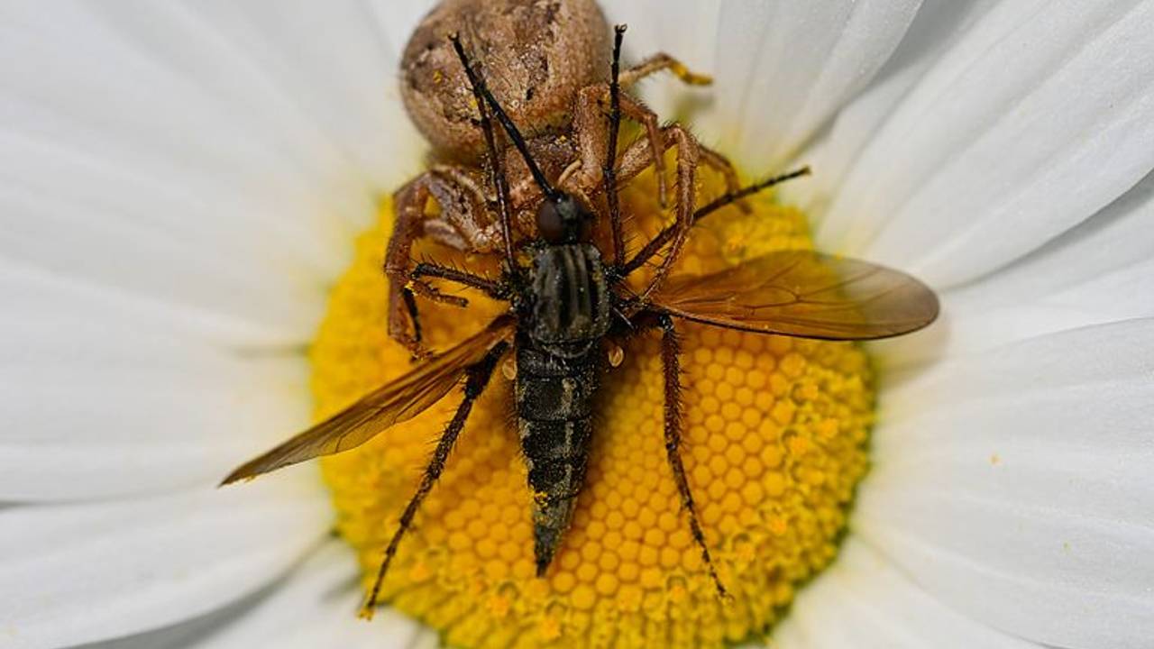 Een grote dansvlieg, gevangen door een boskrabspin (foto: Alex van den Akker).