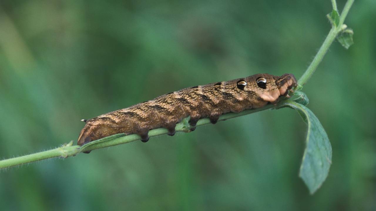 Rups groot avondrood (foto: Saxifraga/Robert Ketelaar).