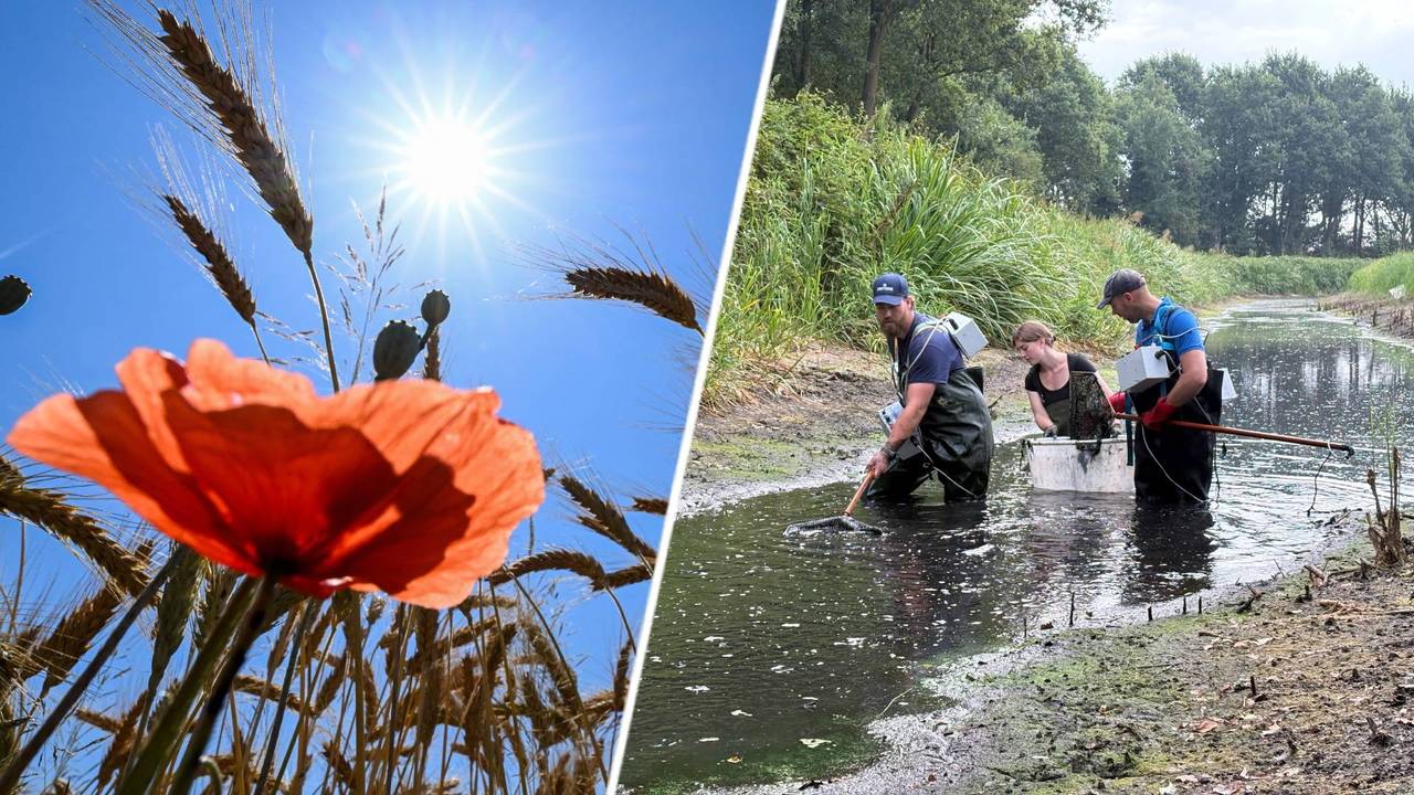 Het wordt weer heet en reddingsoperatie voor vissen: dit mag je niet missen