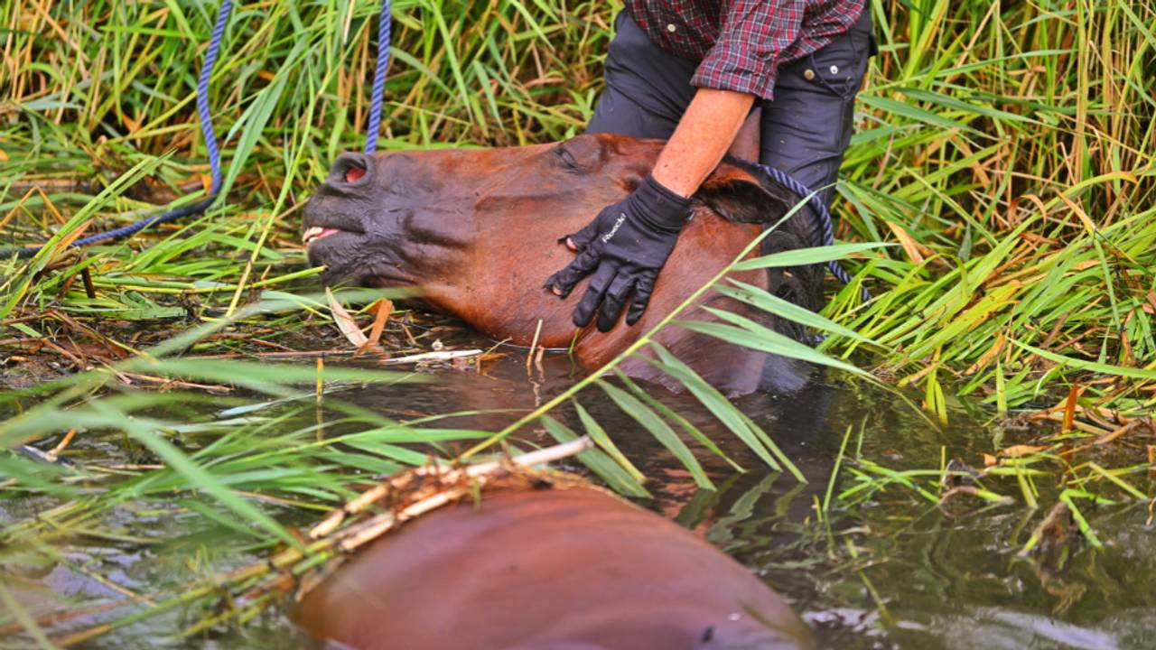 Grote reddingsactie voor paard in de sloot, ruiter gewond naar ziekenhuis