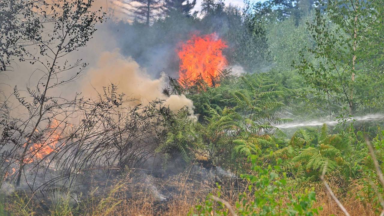 Bosbrand in Bergeijk (foto: Rico Vogels/Persbureau Heitink).