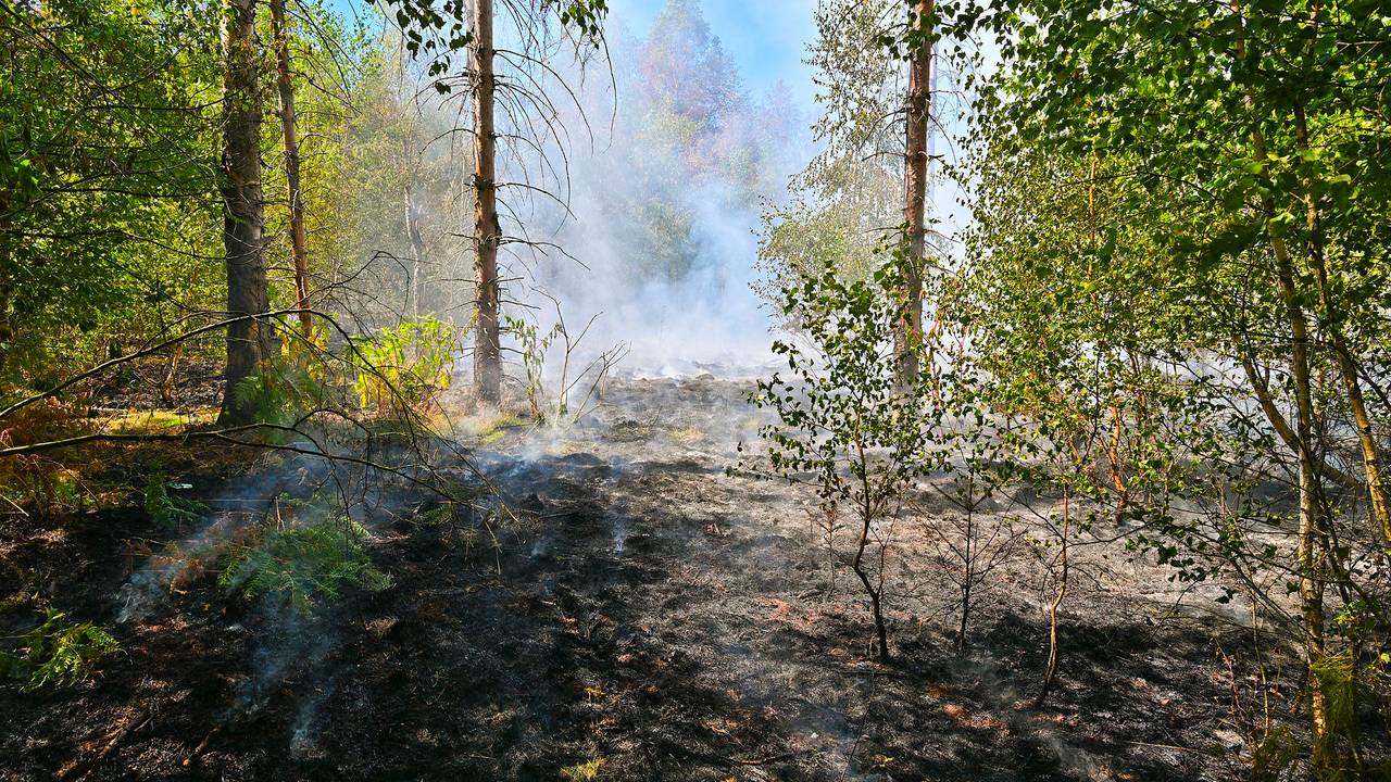 De bosbrand bij Valkenswaard laaide zaterdag opnieuw op (foto: Rico Vogels / Persbureau Heitink).