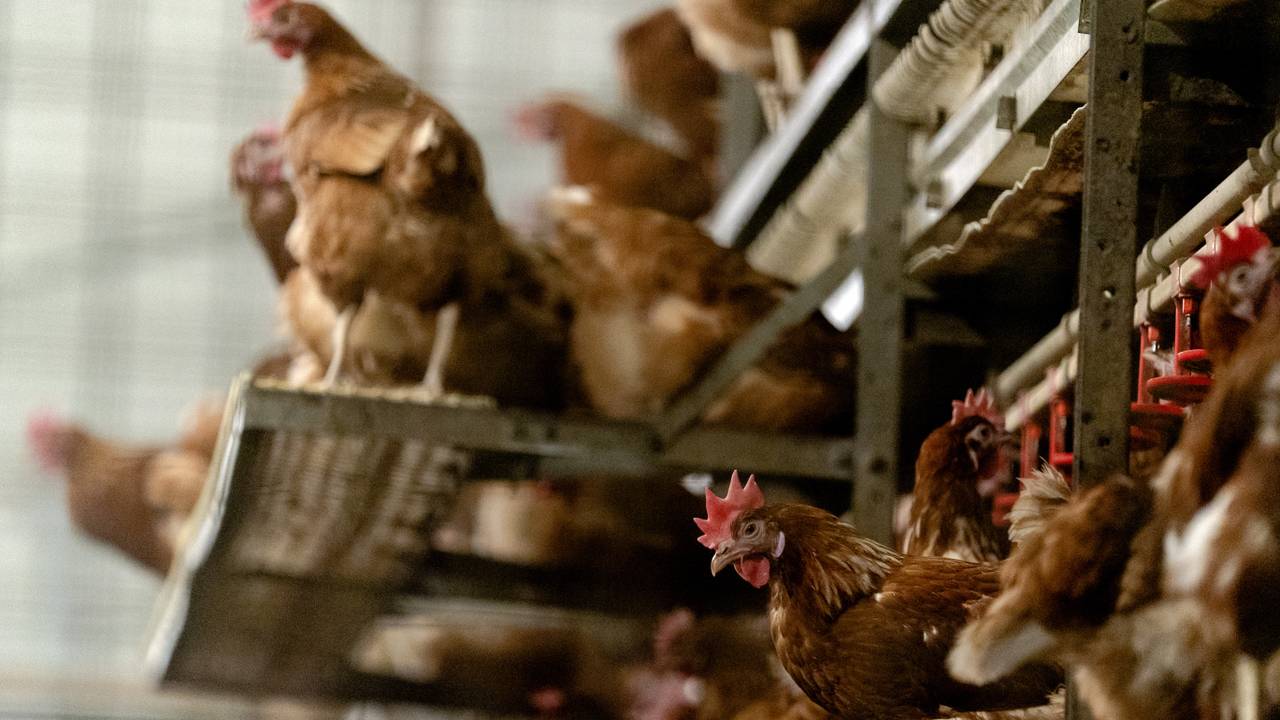 Kippenboeren raken vergunning kwijt, dit ging eraan vooraf