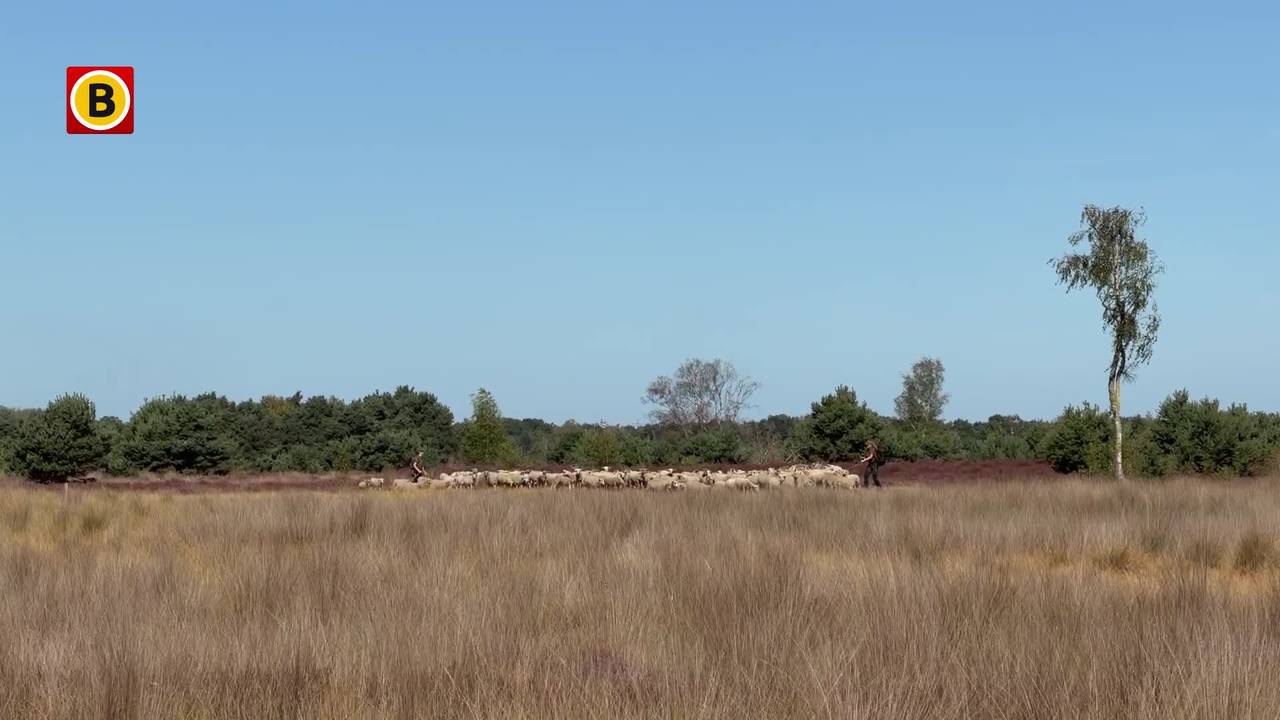 110826_WEBHOR_HERDERS