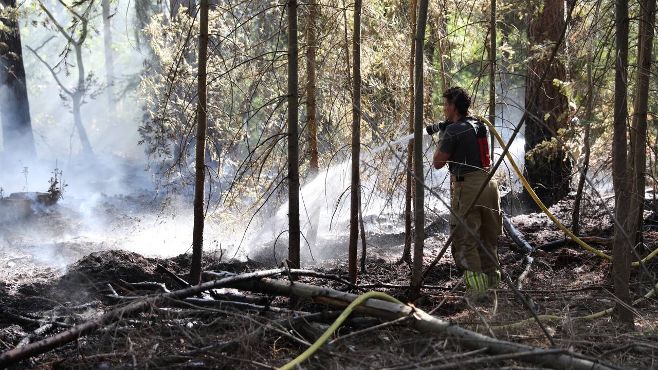 Een brand in een bos bij Bergen op Zoom was snel onder controle (foto: Christian Traets/Persbureau Heitink).