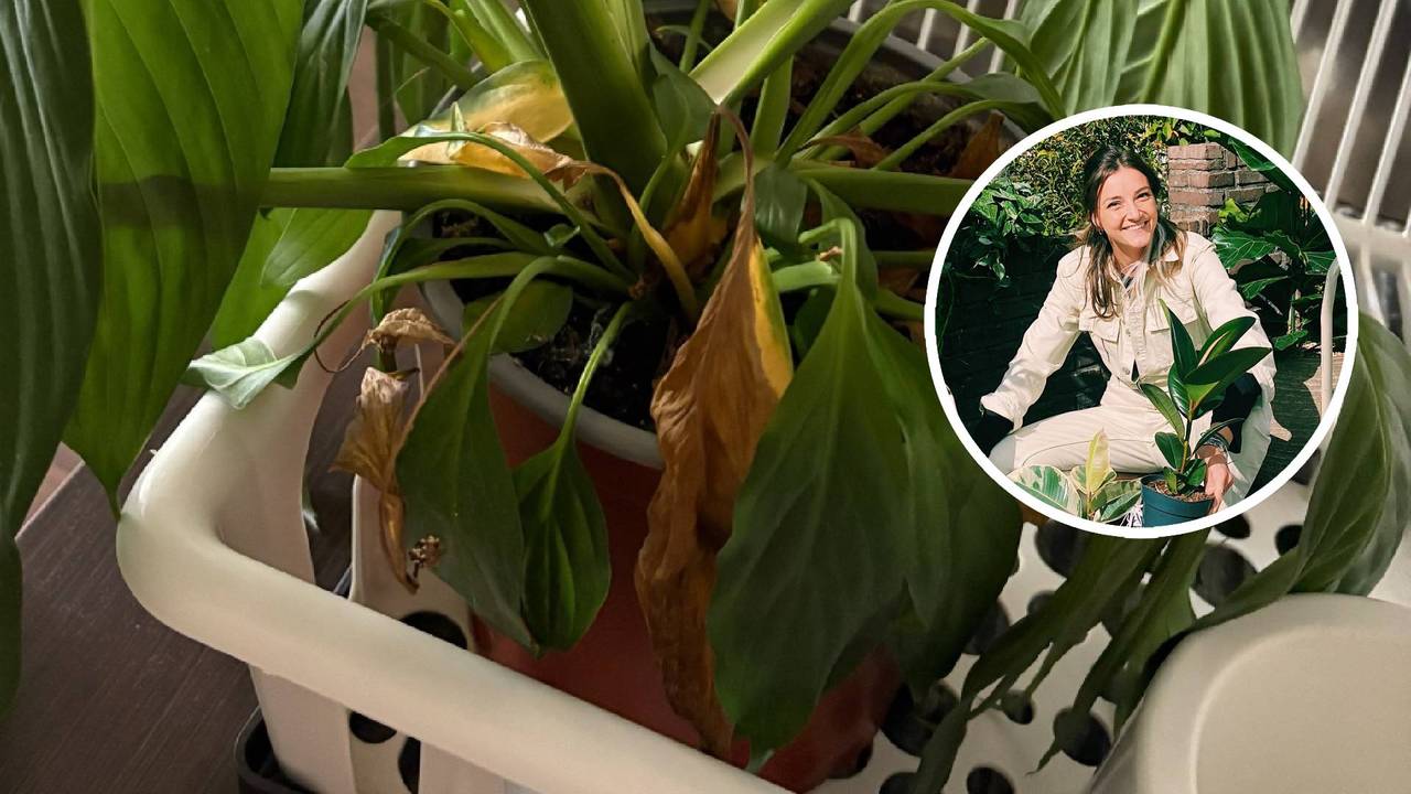 Zo overleven je kamerplanten de hitte: deze tips helpen