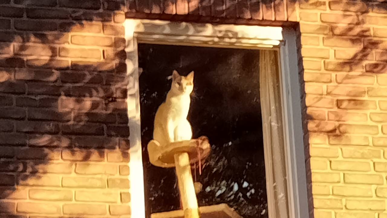 De kat kijkt wel zonder bril (foto Dini Griffioen).