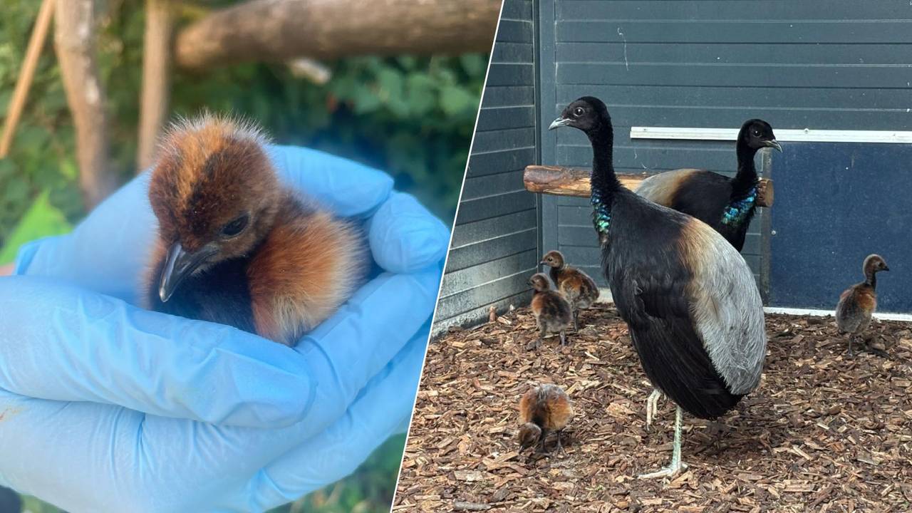 Beschuit met muisjes voor ZooParc: vier trompetvogels kruipen uit hun ei