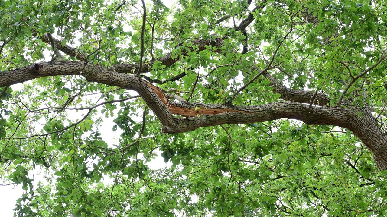 Foto: Perry Roovers / Persbureau Heitink 