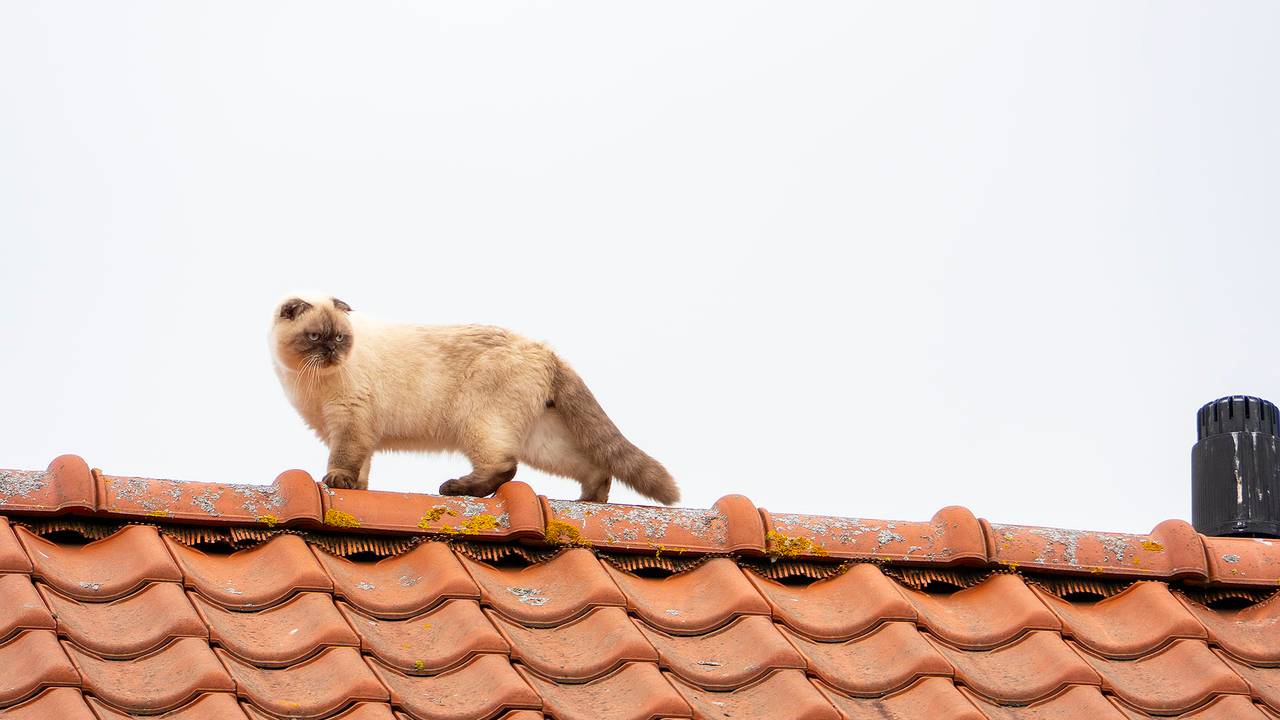 Kat Fendi klom maandag op het dak (foto: Gabor Heeres/SQ Vision).