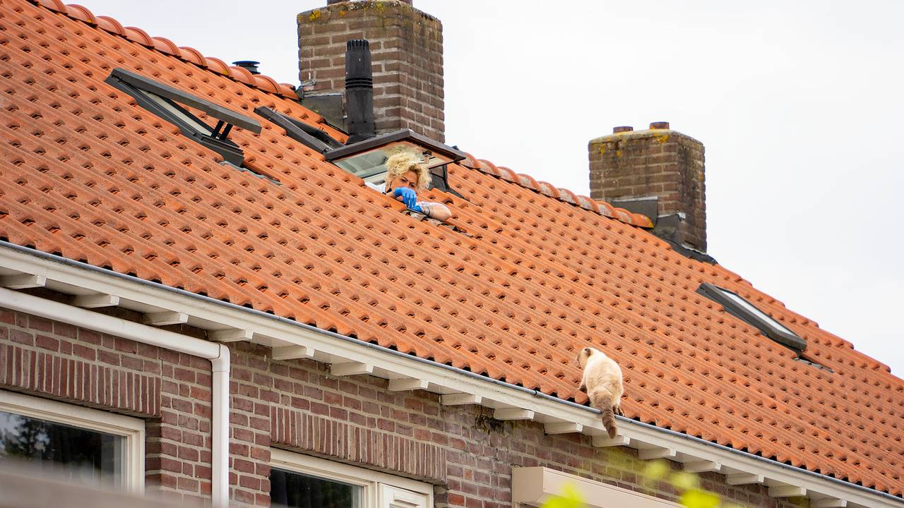 Kat Fendi klom maandag op het dak (foto: Gabor Heeres/SQ Vision).