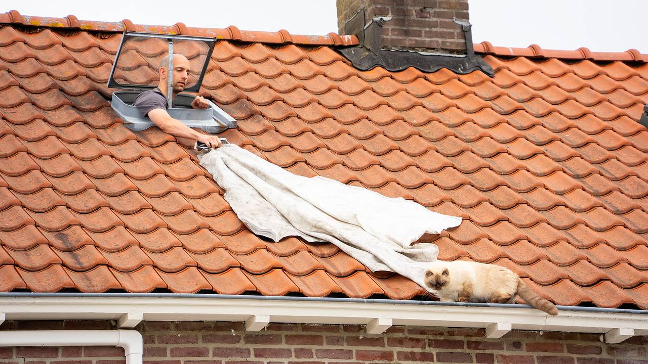 De brandweer werd ingeschakeld om kat Fendi van het dak te halen (foto: Gabor Heeres/SQ Vision).
