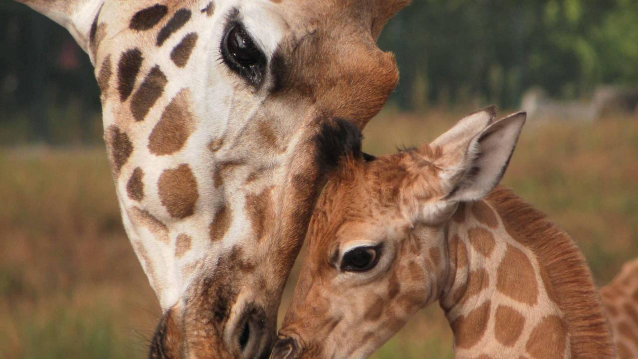 In de Beekse Bergen is de vierde giraffe dit jaar geboren (foto: Beekse Bergen).