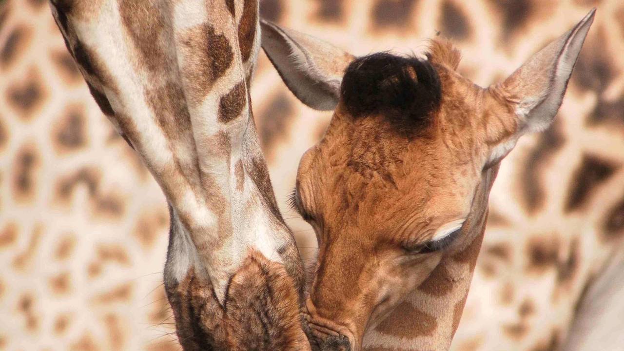 In de Beekse Bergen is de vierde giraffe dit jaar geboren (foto: Beekse Bergen).