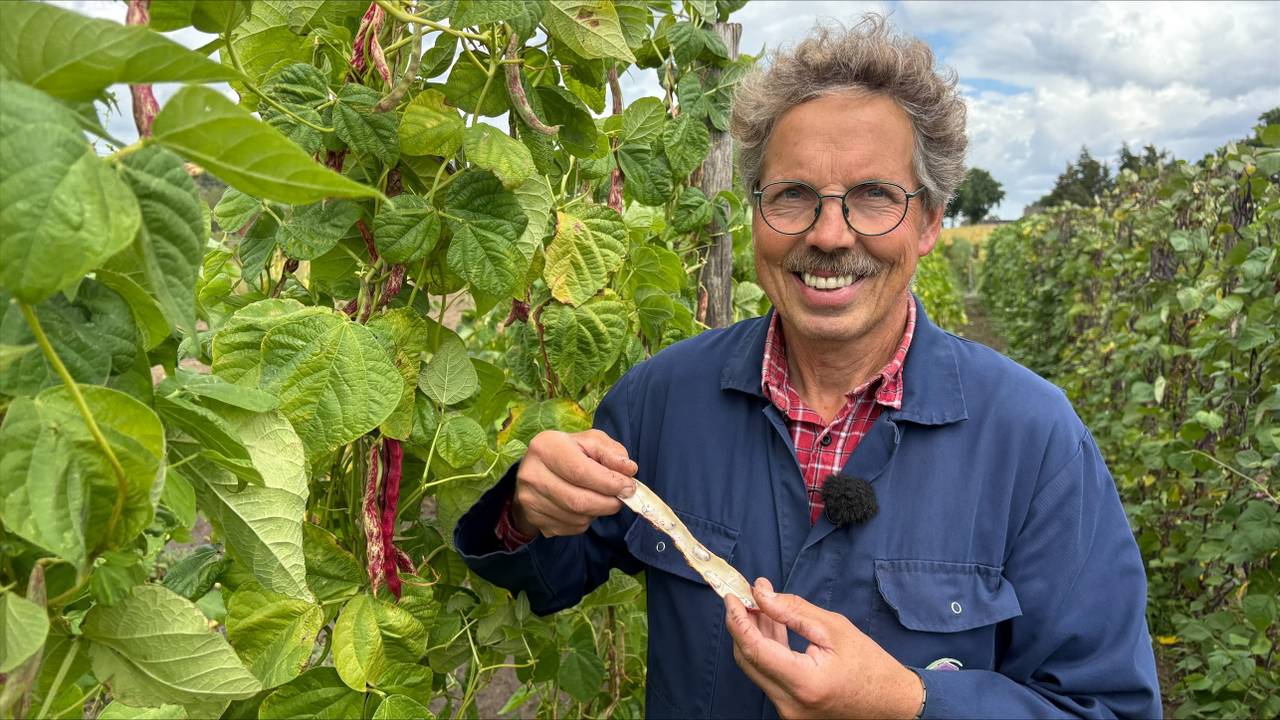 Deze bonen van Boer Henk doen het wel goed in de hitte