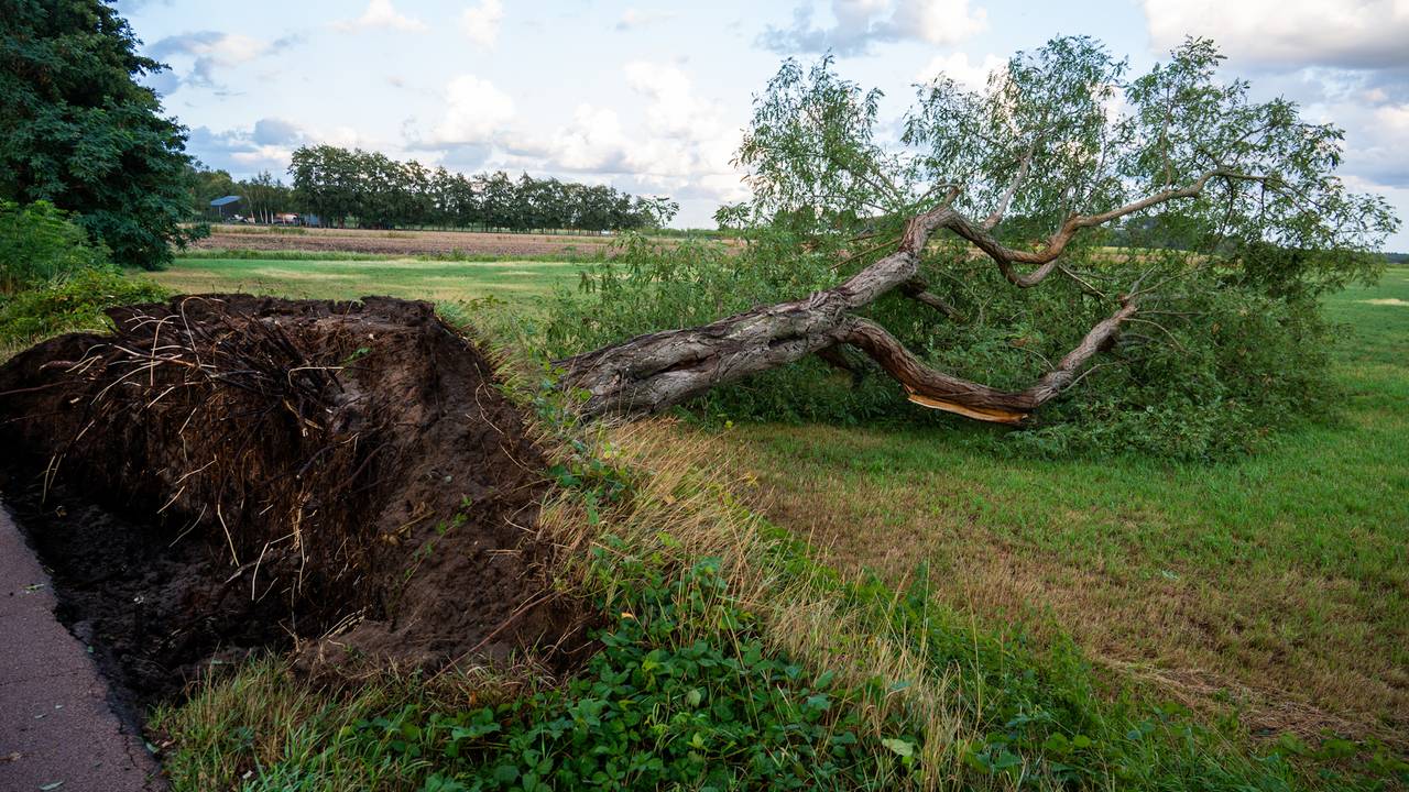 Zeker zeven bomen waaiden om (foto: Tom van der Put / Persbureau Heitink).