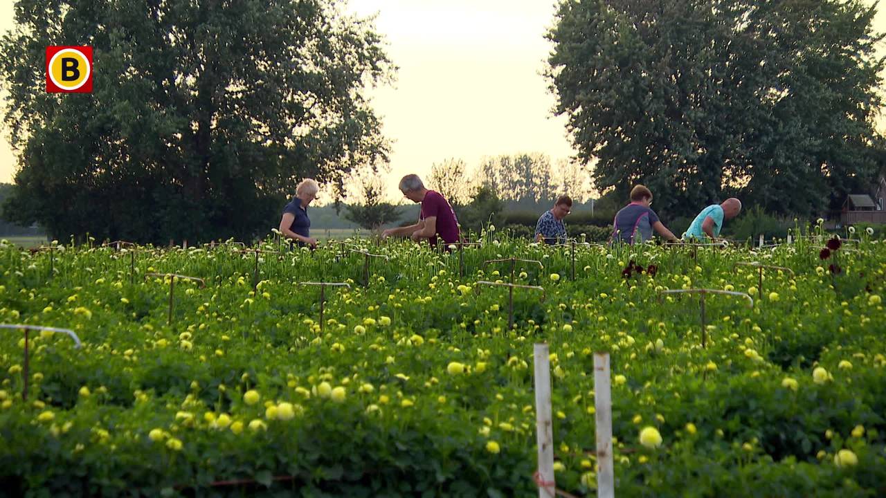 260827_WEB_HOR_BLOEMEN_PLUKKEN_CORSO