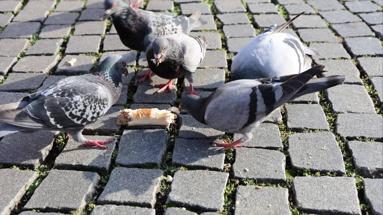 Zelfs de duiven genieten van een worstenbroodje (foto: Omroep Brabant).