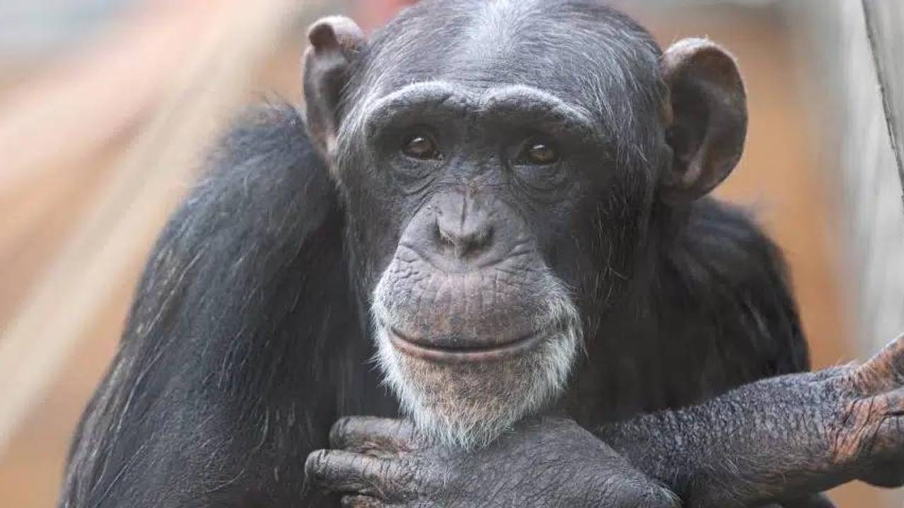 Marria tijdens haar verblijf bij Stichting AAP (foto: Stichting AAP).